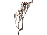 Clayre & Eef Ramo Di Decorazione 30X4X85 Cm Plastica Marrone
