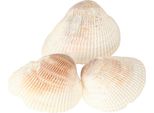 Conchiglie Decorative Marittime Per Un Design Creativo E Uno Stato D'animo Estivo