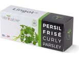 Prezzemolo Riccio VéRitable Lingot - Terriccio Biologico, Pre-Trapiantato