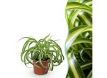Boutiq Verde - Pianta Da Appartamento - Chlorophytum Comosum Bonnie - Giglio Riccio - Pianta Adatta Agli Animali Domestici - Verde - 1 Pianta - Vaso 12Cm - Altezza 20Cm