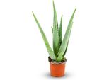Aloe Vera Pianta Da Appartamento Ø10,5 Cm Altezza 35-40 Cm - Succulenta Di Facile Cura Con Foglie Carnose - Pianta Amante Del Sole Per Soggiorno E Ufficio