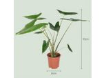 Alocasia Zebrina - 2 Piante - Ø21Cm - Altezza 70-75Cm - Pianta D'appartamento A Orecchio Di Elefante - Foglie Decorative Con Steli Zebrati - Pianta D'appartamento Esotica