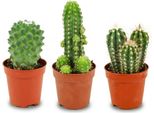 Set Di Mini Cactus 3 Piante Ø5,5 Cm Altezza5-10 Cm - Mini Cactus Di Facile Manutenzione Per Davanzali Soleggiati - Ideale Per Piccoli Ambienti E Decorazioni