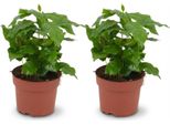 Pianta Di Caffè Coffea Arabica - 2 Piante - Ø12Cm - Altezza Circa 25Cm - Pianta D'appartamento Tropicale Con Foglie Lucide - Albero Di Caffè Per Soggiorno E Ufficio