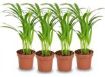 Palma Areca Dypsis Lutescens - 4 Piante - Ø12Cm - Altezza Circa 40Cm - Pianta D'appartamento Che Purifica L'aria - Palma Da Frutto Dorata Per Soggiorno, Ufficio E Giardino D'inverno