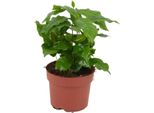 Pianta Da Caffè Coffea Arabica Ø12Cm Altezza20-25Cm - Pianta Tropicale Da Appartamento Con Foglie Lucide - Pianta Da Caffè Decorativa Per Soggiorno E Ufficio