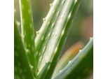 Aloe Vera – 2 Piante – Ø 10,5 Cm – Altezza 35–40 Cm – Pianta Succulenta Di Facile Manutenzione – Pianta Medicinale Con Foglie Carnose – Ideale Per Davanzali E Soggiorni