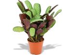 Ctenanthe Amagris Ø14Cm Altezza 35-40Cm - Pianta Da Preghiera Con Foglie Grigio-Verdi E Parte Inferiore Viola - Elegante Pianta Da Appartamento Per Soggiorno E Ufficio