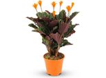 Cesto Marant Calathea Crocata - Ø14Cm - Altezza 40-45Cm - Fiori Arancioni - Pianta D'appartamento Tropicale Per Il Soggiorno, L'ufficio E Luoghi Ombreggiati