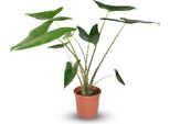 Alocasia Zebrina A Foglia Di Freccia Ø21Cm Altezza 70-75Cm - Orecchio Di Elefante Con Steli A Strisce - Pianta D'appartamento Esotica Per Soggiorno E Ufficio