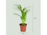 Palma Areca Dypsis Lutescens Ø12Cm Altezza40Cm - Palma Da Frutto Dorata Con Foglie Piumate - Pianta D'appartamento Che Purifica L'aria Per Il Soggiorno E L'ufficio