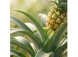 Pianta Di Ananas Mi Amigo – 2 Piante – Ø12 Cm – Altezza 35–40 Cm – Pianta Tropicale Da Appartamento Con Ananas Ornamentale – Pianta Decorativa Esotica Per La Casa