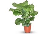 Cesto Marant Calathea Orbifolia - Ø17Cm - Altezza 40-50Cm - Foglie Grandi A Strisce Argentate - Pianta Decorativa Per Soggiorno, Ufficio E Camera Da Letto