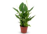 Scheidenblatt Spathiphyllum Einblatt - Ø12Cm - Altezza 35-40Cm - Pianta D'appartamento Che Purifica L'aria Con Fiori Bianchi - Pianta Verde Di Facile Manutenzione Per Soggiorno E Ufficio