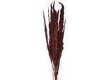 Fiori Secchi Clayre & Eef 100 Cm Fiori Secchi Marrone
