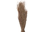 Fiori Secchi Clayre & Eef 55 Cm Fiori Secchi Beige