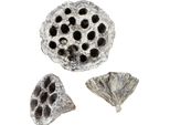 Lotus Natura Decorazione Bulbi Di Loto Artificiale Bianco Lavato 6-8Cm 50 Pezzi Fiori Secchi Decorativi