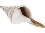 Guscio Decorativo Marittimo Per Accenti Domestici Di Stile