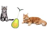 Gioco Per Gatti Con Palline Di Erba Gatta