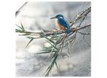 Artland Eisvogel I Vögel 1 Stk. tlg. als Leinwandbild, Poster in verschied. Größen