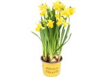 10 Narcisi TêTe-à-TêTe In Un Vaso Da 9 Cm - Risveglio Primaverile Dei Narcisi Per La Vostra Casa