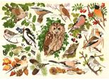 Casa Del Puzzle Uccelli Del Bosco 500 Xl Teile Karton