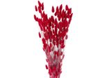 Fiori Secchi Erba Coda Di Lepre Erba Di Velluto Decorazione Per Composizioni Floreali