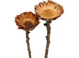 Fiori Secchi Compacta Rosette, Protea Decorativa Per Composizioni Di Fiori Secchi E Artigianato, Colori Naturali, Set Di 100 Pezzi