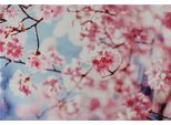 Tovaglietta In Tessuto Tovaglietta Cloth Fiori Di Ciliegio Rosa Blu