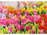 Tovaglietta In Tessuto Cloth Rosa Tulipani Fiore Prato