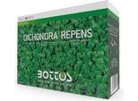 Dichondra Repens - Bottos Seme Professionale Per Prato 100G