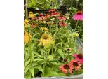 6 X Echinacea Purpurea 'Cheyenne Spirit' - Echinacea - Vaso 9 X 9 Cm