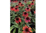 6 X Echinacea Purp. 'Rainbow Marcella' - Sonnenhut - Topf 9X9 Cm