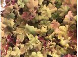 6 X Heuchera 'Caramel'® - Campanula Viola - Vaso 9X9 Cm
