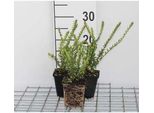 12 X Lonicera Nit. 'Hohenheim. Findling' - Caprifoglio Sempreverde 'Hohenheim Findling' - Vaso 9 Cm X 9 Cm