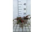 12 X Cotoneaster Proc. 'Streib's Findling' - Nespola A Tappeto - Vaso 9 Cm X 9 Cm
