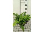 6 X Dryopteris Dilatata ( Austriaca) - Felce Vermiforme Larga - Vaso 9 X 9 Cm