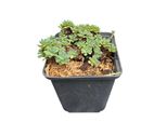 Sedum Pachyclados - Greaseleaf Angelina - Vaso 9 X 9 Cm