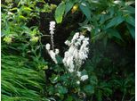 6 X Tiarella Wherryi - Fiore Di Schiuma - Vaso 9 X 9 Cm