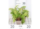 6 X Dryopteris Filix-Mas - Felce Vermiforme - Vaso 9 X 9 Cm