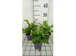 6 X Asplenium Scol. 'Cristata' - Felce Lingua - Vaso 9 X 9 Cm