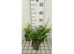 6 X Polystichum Acrostichoides - Felce Di Natale - Vaso 9 X 9 Cm