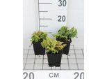 6 X Set Di Polystichum. 'Congestum' - Filigranfarn 'Congestum - Topf 9 X 9 Cm