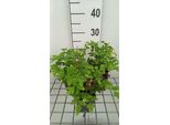 6 X Osmunda Reg. Purpurascens' - Felce Reale - Vaso 9 X 9 Cm
