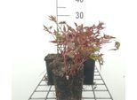 6 X Astilbe (J) 'Deutschland' - Spirea Magnifica - Vaso 9 X 9 Cm