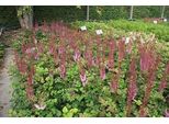 6 X Astilbe Chin. 'Purpurlanze' - Magnifica Spirea - Vaso 9 X 9 Cm