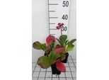 6 X Bergenia Purpurascens - Pseudodictamnus - Vaso 9 X 9 Cm