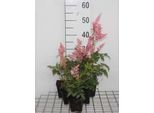6 X Astilbe (A) 'Fanal' - Magnifica Spirea - Vaso 9 X 9 Cm