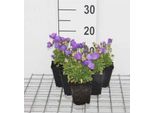 6 X Campanula Carp. 'Blue Clips' - Menta Di Montagna - Vaso 9 X 9 Cm