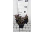 6 X Aster Lateriflorus 'Prince' - Astro Autunnale - Vaso 9 X 9 Cm